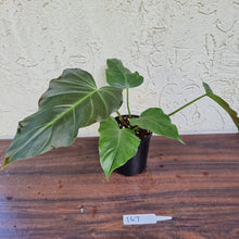 Load image into Gallery viewer, #167 Philodendron Corsinianum / &#39;Bronze Shield&#39;