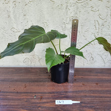 Load image into Gallery viewer, #167 Philodendron Corsinianum / &#39;Bronze Shield&#39;