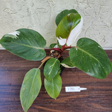 Load image into Gallery viewer, #170 Philodendron White Knight