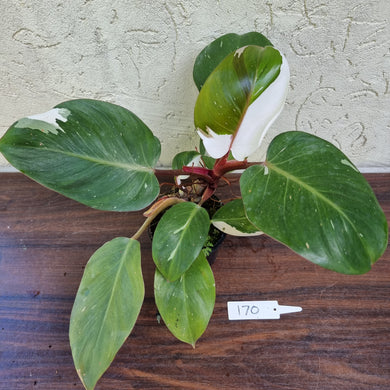 #170 Philodendron White Knight