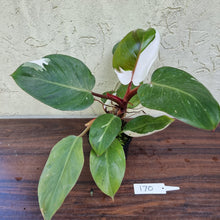 Load image into Gallery viewer, #170 Philodendron White Knight