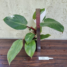 Load image into Gallery viewer, #170 Philodendron White Knight