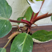 Load image into Gallery viewer, #170 Philodendron White Knight
