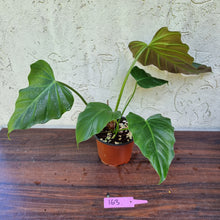 Load image into Gallery viewer, #163 Philodendron Corsinianum / &#39;Bronze Shield&#39;