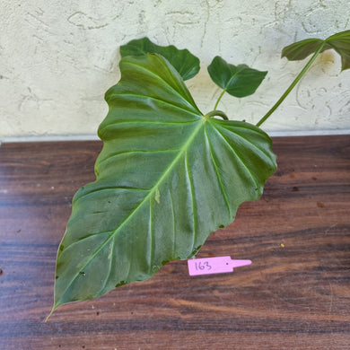 #163 Philodendron Corsinianum / 'Bronze Shield'