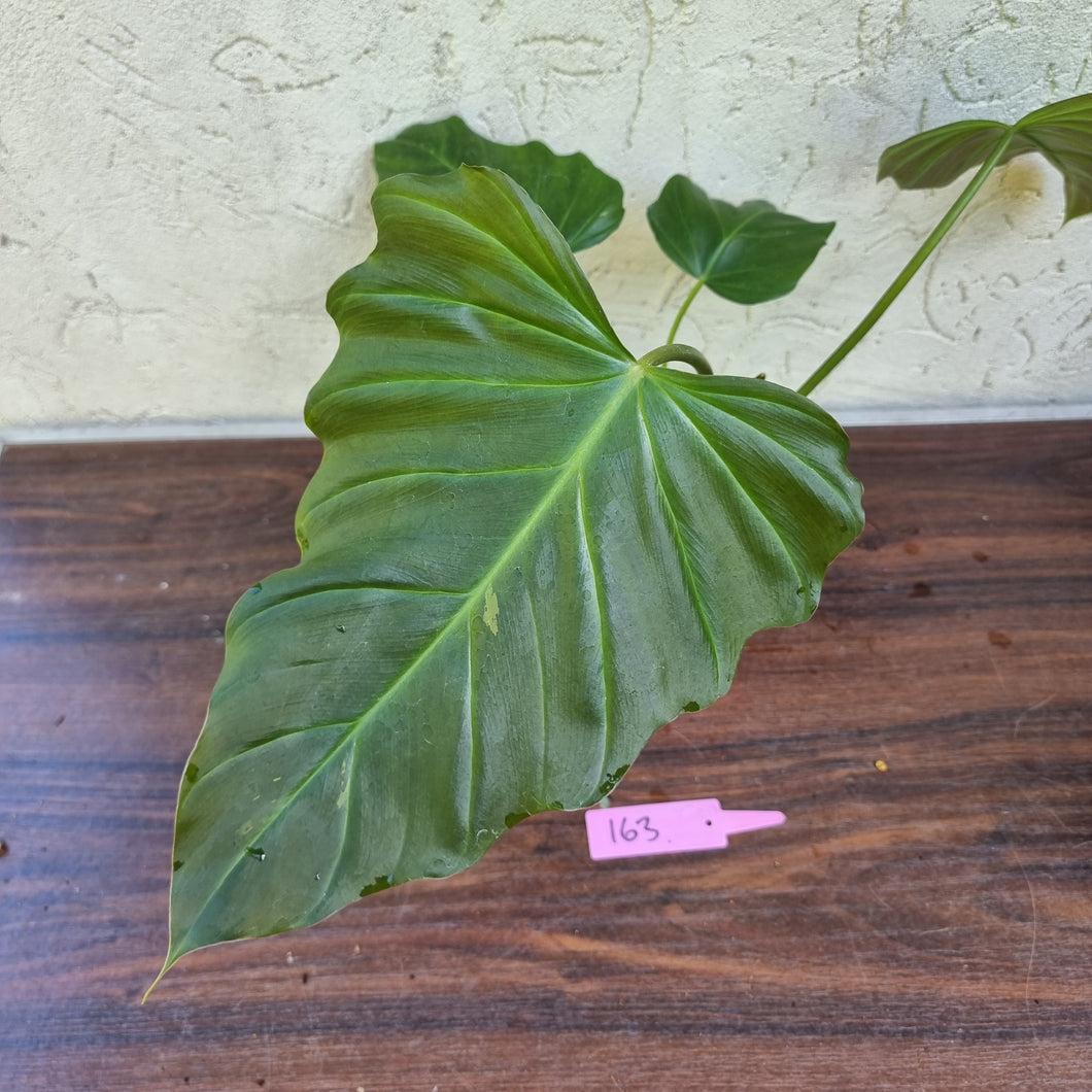 #163 Philodendron Corsinianum / 'Bronze Shield'