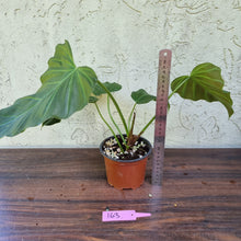 Load image into Gallery viewer, #163 Philodendron Corsinianum / &#39;Bronze Shield&#39;