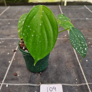 #109 Philodendron Eximium