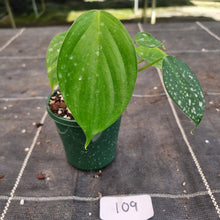 Load image into Gallery viewer, #109 Philodendron Eximium