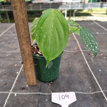 Load image into Gallery viewer, #109 Philodendron Eximium