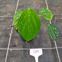 Load image into Gallery viewer, #109 Philodendron Eximium