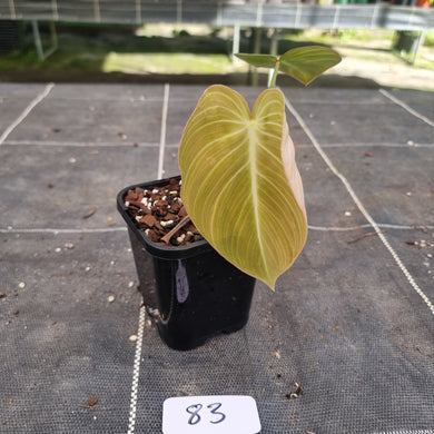 #83 Philodendron Glorious