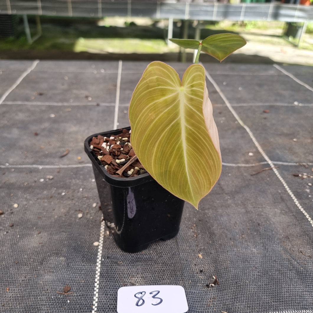 #83 Philodendron Glorious