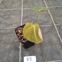 Load image into Gallery viewer, #83 Philodendron Glorious