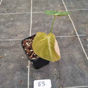 #83 Philodendron Glorious