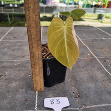 Load image into Gallery viewer, #83 Philodendron Glorious