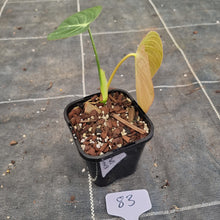 Load image into Gallery viewer, #83 Philodendron Glorious