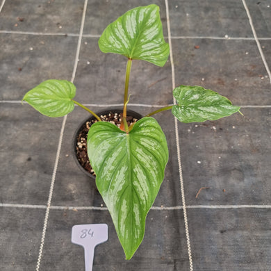 #84 Philodendron Mamei