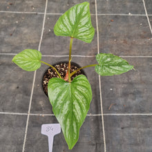 Load image into Gallery viewer, #84 Philodendron Mamei