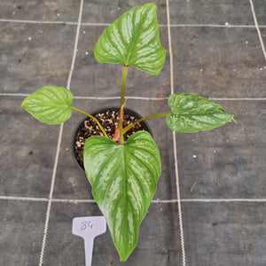 #84 Philodendron Mamei