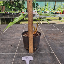 Load image into Gallery viewer, #84 Philodendron Mamei