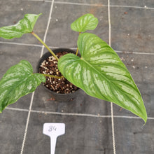 Load image into Gallery viewer, #84 Philodendron Mamei
