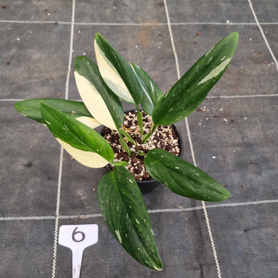 #6 Variegated Monstera Standleyana - NON TC