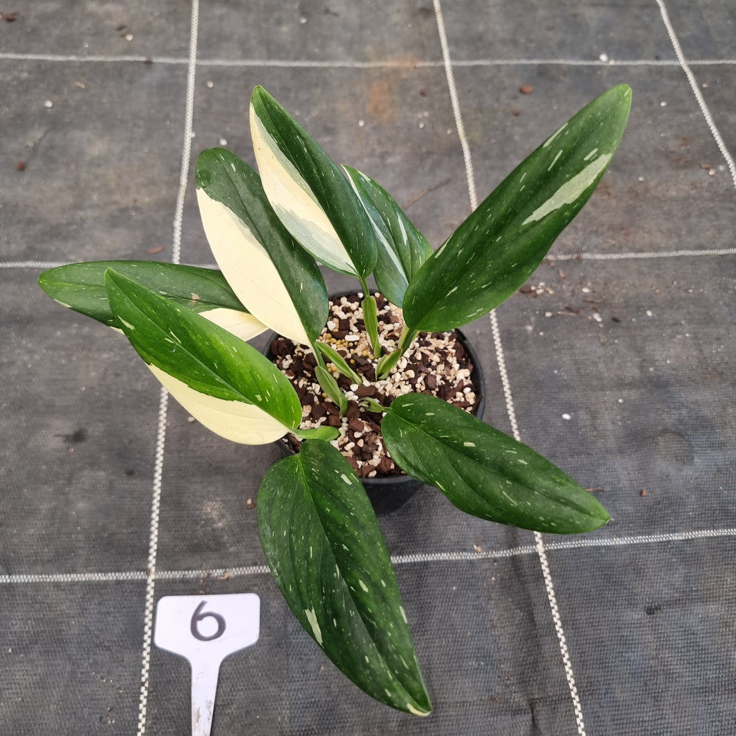 #6 Variegated Monstera Standleyana - NON TC