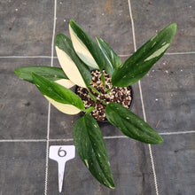 Load image into Gallery viewer, #6 Variegated Monstera Standleyana - NON TC