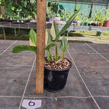 Load image into Gallery viewer, #6 Variegated Monstera Standleyana - NON TC