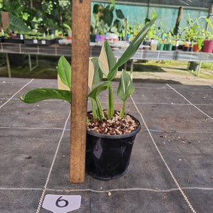 #6 Variegated Monstera Standleyana - NON TC