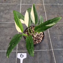Load image into Gallery viewer, #6 Variegated Monstera Standleyana - NON TC