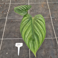 Load image into Gallery viewer, #104 Philodendron Plowmanii - Round Form