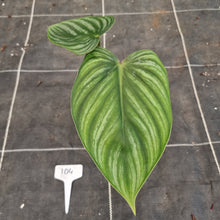Load image into Gallery viewer, #104 Philodendron Plowmanii - Round Form