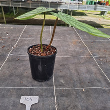 Load image into Gallery viewer, #104 Philodendron Plowmanii - Round Form