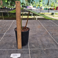 Load image into Gallery viewer, #104 Philodendron Plowmanii - Round Form