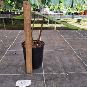 #104 Philodendron Plowmanii - Round Form
