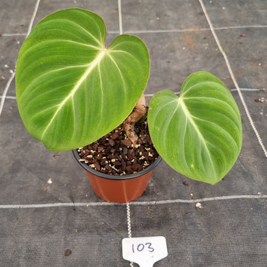 #103 Philodendron Gloriosum