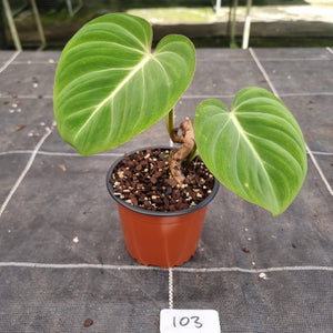 #103 Philodendron Gloriosum