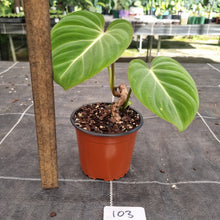 Load image into Gallery viewer, #103 Philodendron Gloriosum