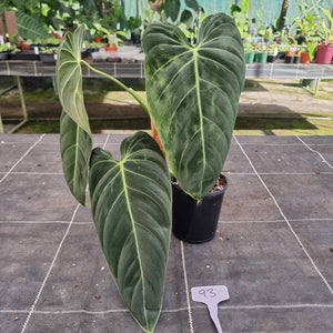 #93 Large Philodendron Melanochrysum