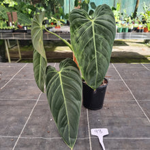 Load image into Gallery viewer, #93 Large Philodendron Melanochrysum