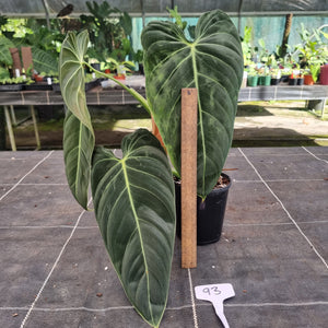 #93 Large Philodendron Melanochrysum