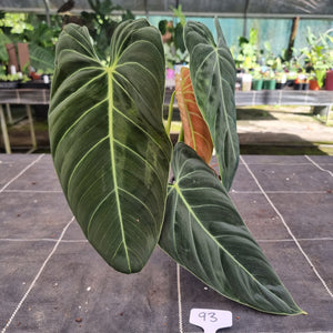 #93 Large Philodendron Melanochrysum