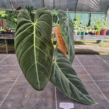 Load image into Gallery viewer, #93 Large Philodendron Melanochrysum