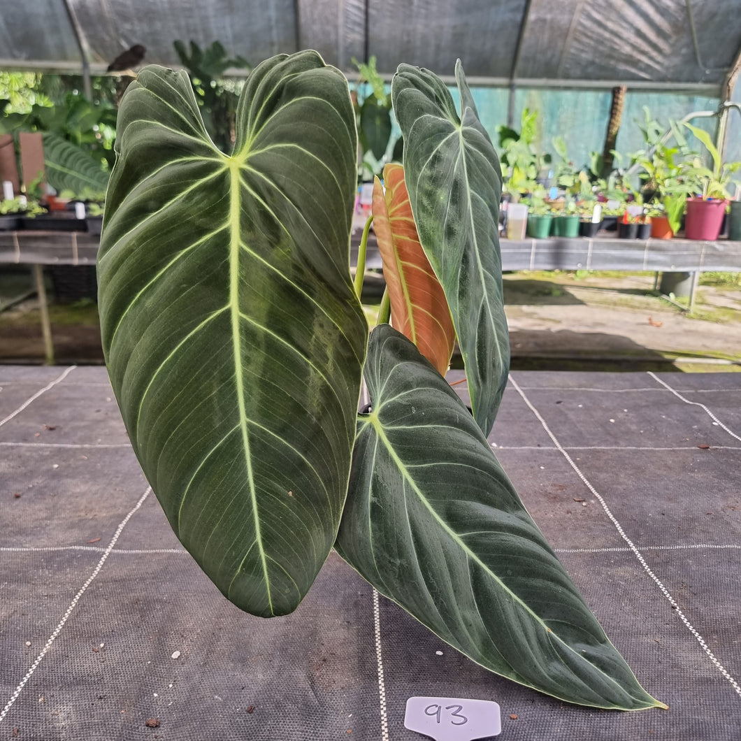 #93 Large Philodendron Melanochrysum