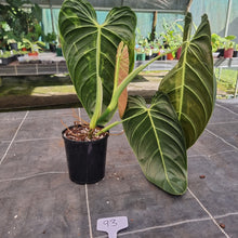 Load image into Gallery viewer, #93 Large Philodendron Melanochrysum