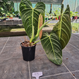 #93 Large Philodendron Melanochrysum