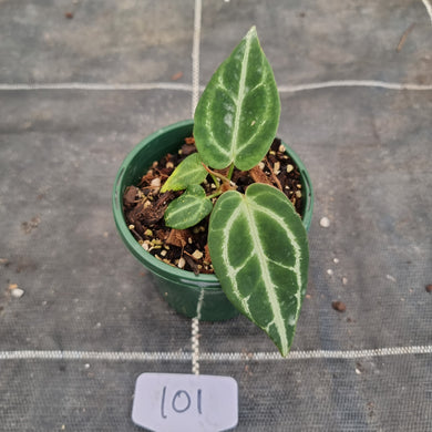 #101 Dark Anthurium Crystallinum x