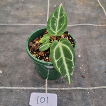Load image into Gallery viewer, #101 Dark Anthurium Crystallinum x